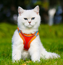 画像をギャラリービューアに読み込む, ペットハーネス - 猫用犬用 - 一緒に出かけよう!
